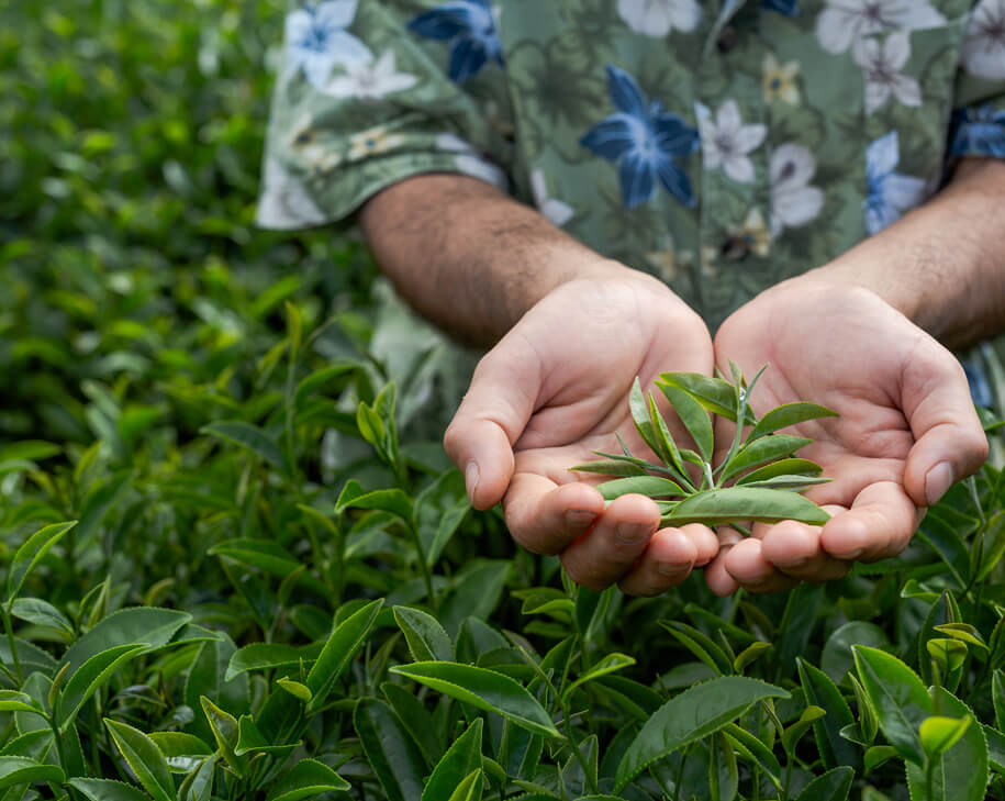 Hands holding fresh green leaves