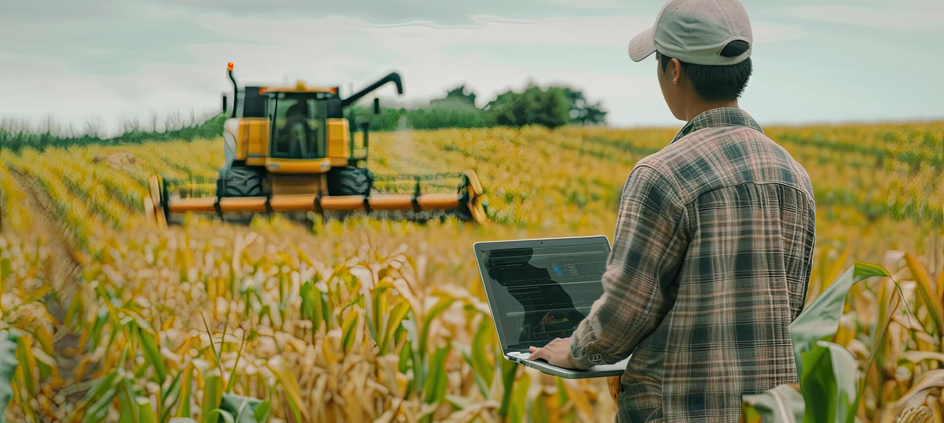 Combine harvester in a wheat field